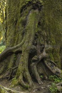 树干基部被青苔覆盖的粗壮根部特写