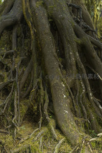 盘根错节的树根交织成天然艺术图案