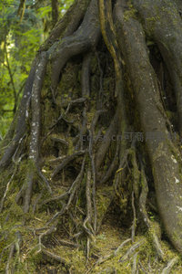 森林深处苔藓丛生的树根网络
