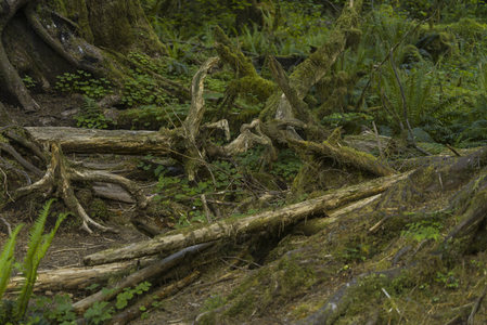 倒伏枯木与新生绿植共存的森林地面