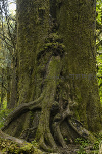 苍劲古树根系盘踞，青苔覆体显自然之力