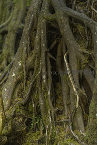 盘根错节树根交织，微距镜头下纹理清晰