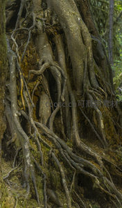 老树根脉蜿蜒如龙，深林秘境中默默生长