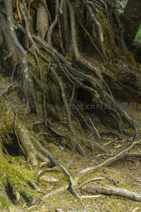 裸露树根铺展大地，落叶与苔藓共舞林间