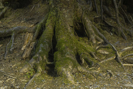 苔藓点缀粗壮树根，林间光影斑驳如画