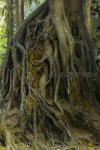 盘根错节的古老树根特写