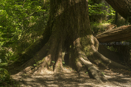 巨树粗壮根部在林间光影