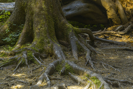 覆盖青苔的树根蜿蜒地面