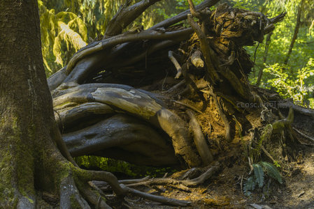 倒伏巨木与盘绕根系交织