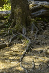 阳光洒落林中树根网络