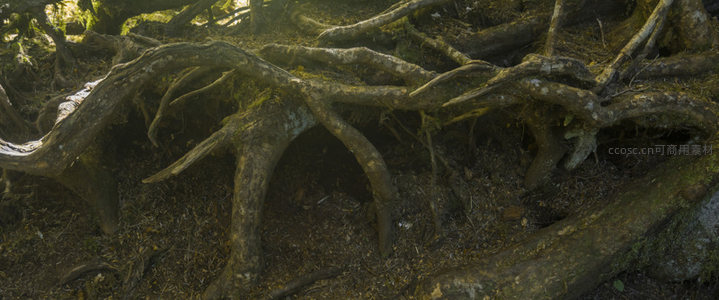 古老森林中盘根错节的树根特写