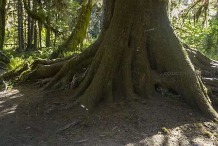 巨大古树基部覆盖青苔的壮观根系
