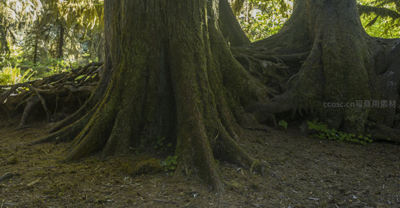 森林深处两棵古树交织的根部景观