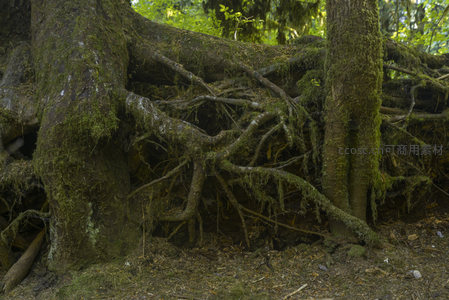 树根网络在林间形成的天然拱门结构