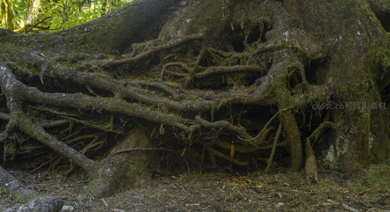 密集盘绕的树根群构成的自然迷宫