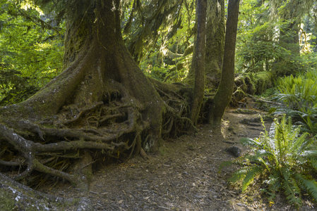 古老森林中盘根错节的巨树根系