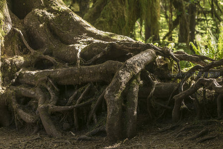 盘踞地面的苍劲树根特写