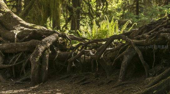 阳光下的森林根系与蕨类共生图景