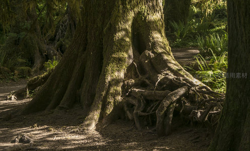 苔藓覆盖的巨树根基与林荫小道