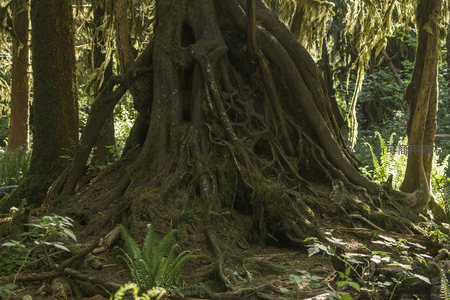 古老森林中盘根错节的巨树根系