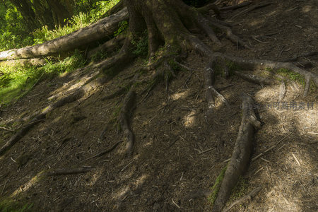 阳光斑驳下的森林地面与树根