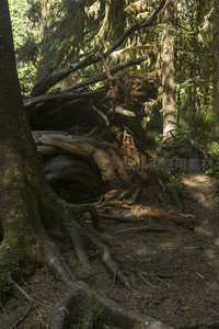 倒伏巨木与盘绕根系的森林奇景