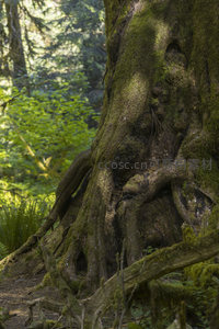 苔藓覆盖的古树根部特写