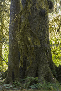 挂满苔藓的参天大树树干