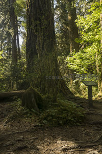 古老森林中的参天巨树与苔藓覆盖