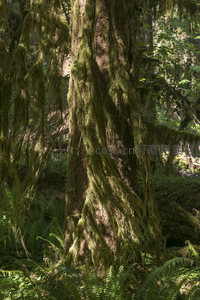 树干垂挂青苔如绿色瀑布倾泻而下