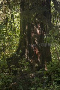 苍劲古树在林间沐浴斑驳光影