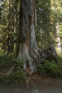 风化巨木扭曲根部诉说岁月沧桑