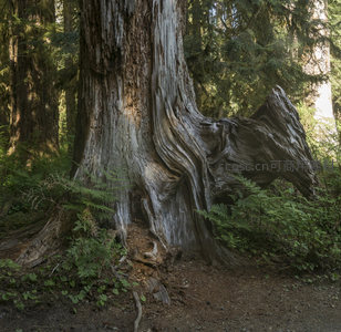 巨树虬根如雕塑般屹立林间深处