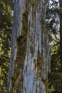 古老树干纹理特写，岁月痕迹斑驳