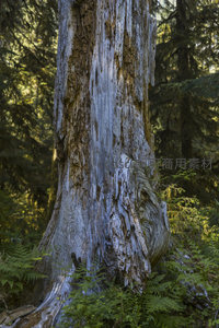 巨木基部树瘤特写，形态奇特如雕塑
