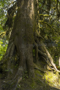 盘根错节的古树根系，扎根大地