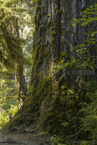 青苔覆盖的树干，森林生机盎然