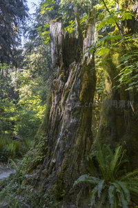 朽木残桩矗立林中，见证时光流逝