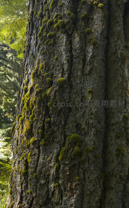 树皮沟壑间青苔丛生的微距细节