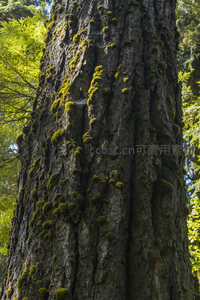 光影交错下树干青苔的立体质感