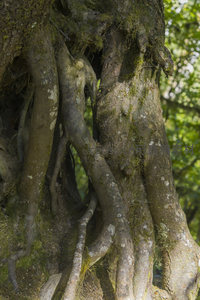 盘根错节的树根与青苔共生的生态图景