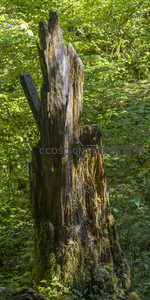 森林中饱经风霜的枯树桩