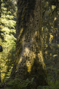 布满孔洞与苔藓的巨树树干