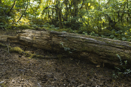 森林中覆盖青苔的倒木静卧于林间