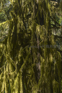 巨树垂挂浓密苔藓如绿帘般飘逸