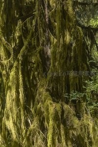 古老树干披挂翠绿苔衣迎光而立