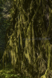 阳光穿透林间照亮垂落的苔藓帘幕