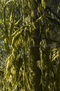 树身缠绕蓬松苔藓如绿色瀑布倾泻