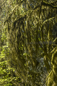 阳光穿透苔藓森林的静谧之美