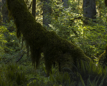 苔藓覆盖的巨木在林间静卧